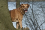 Hund im Winter im Wald