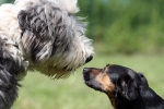 Mehrhundehaltung: Zwei Hunde beschnuppern sich