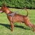 Hunderassen Zwergpinscher