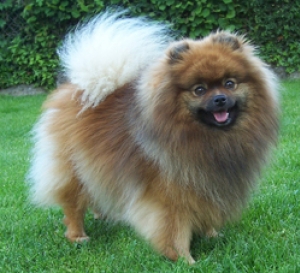Hunderasse Zwergspitz (Pomeranian)