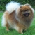 Hunderassen Zwergspitz (Pomeranian)