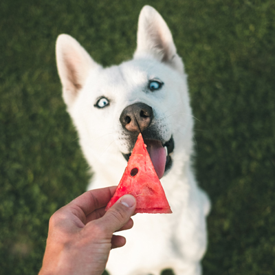 Hund mit Melone