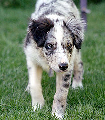 Border Collie Welpe Merle