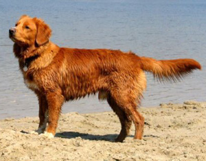 Hunderasse Nova Scotia Duck Tolling Retriever