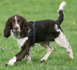 Hunderasse English Springer Spaniel