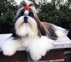 Hunderasse Shih Tzu