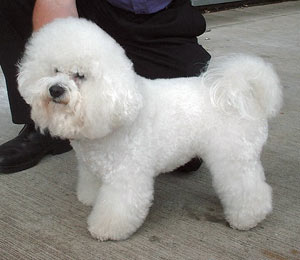 Hunderasse Bichon Frisé