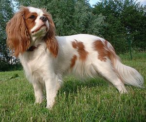Hunderasse Cavalier King Charles Spaniel
