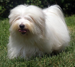 Hunderasse Coton de Tulear