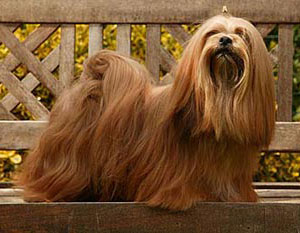 Hunderasse Lhasa Apso
