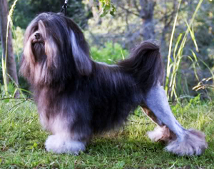 Hunderasse Löwchen (Petit chien lion)