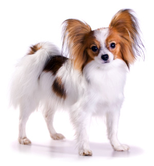 Hunderasse Kontinentaler Zwergspaniel (Papillon, Phalene)