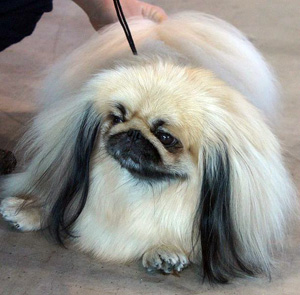 Hunderasse Pekingese