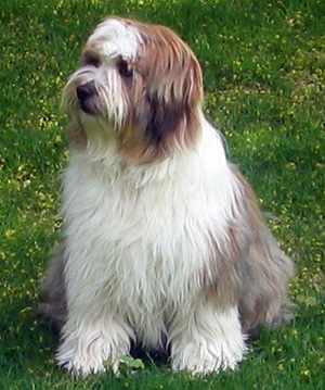 Hunderasse Tibet-Terrier
