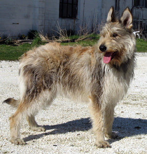 Hunderasse Berger de Picardie (Berger Picard)