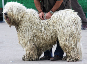 Hunderasse Komondor