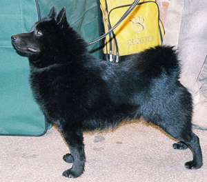 Hunderasse Schipperke