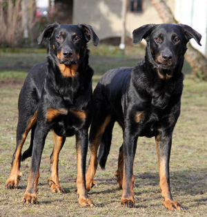 Hunderasse Beauceron, Berger de Beauce