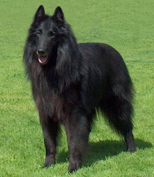 Hunderasse Belgischer Schäferhund