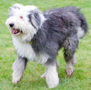 Hunderasse Bobtail (Altenglischer Schäferhund)