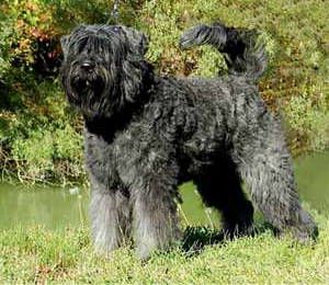 Hunderasse Bouvier des Flandres