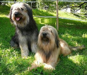 Hunderasse Katalanischer Schäferhund