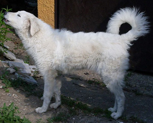 Hunderasse Kuvasz