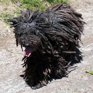 Hunderasse Puli