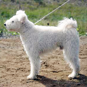 Hunderasse Pumi