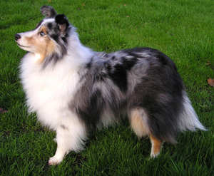 Hunderasse Sheltie (Shetland Sheepdog)