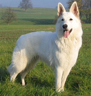 Hunderasse Weißer Schweizer Schäferhund (Berger Blanc Suisse)