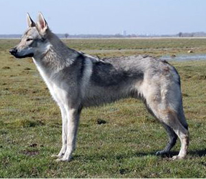 Hunderasse Tschechoslowakischer Wolfhund