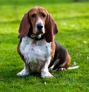 Hunderasse Basset Hound