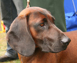Hunderasse Bayerischer Gebirgsschweißhund