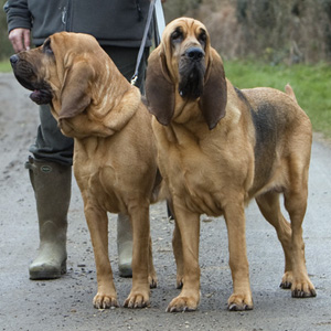 Bloodhound – Hunderassen – Hunde-Ratgeber