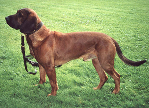 Hunderasse Hannoverscher Schweißhund