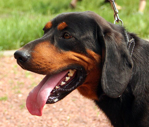 Hunderasse Slovensky Kopov (Slowakische Schwarzwildbracke)