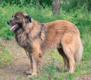 Hunderasse Cão da Serra da Estrela (Estrela Berghund)