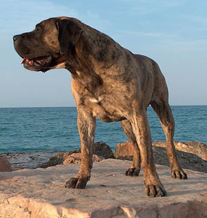 Hunderasse Dogo Canario