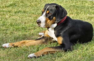 Hunderasse Großer Schweizer Sennenhund