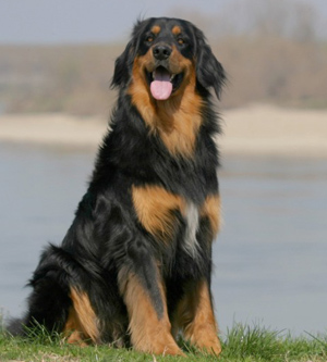 Hunderasse Hovawart