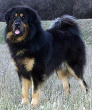 Hunderasse Do Khyi (Tibetmastiff, Tibet-Dogge)