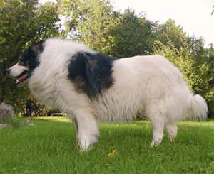 Hunderasse Tornjak