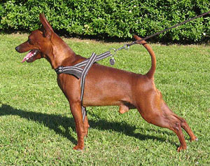 Hunderasse Zwergpinscher