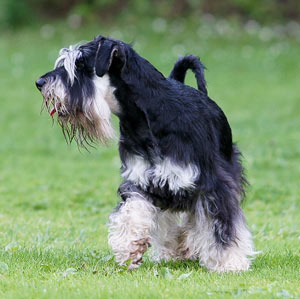Hunderasse Zwergschnauzer