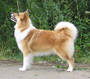 Hunderasse Islandhund
