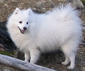 Hunderasse Japan Spitz (Japanischer Spitz)