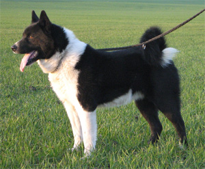 Hunderasse Karelischer Bärenhund