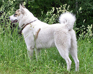 Hunderasse Laika