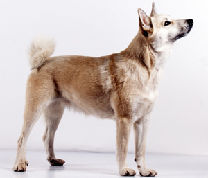 Hunderasse Buhund